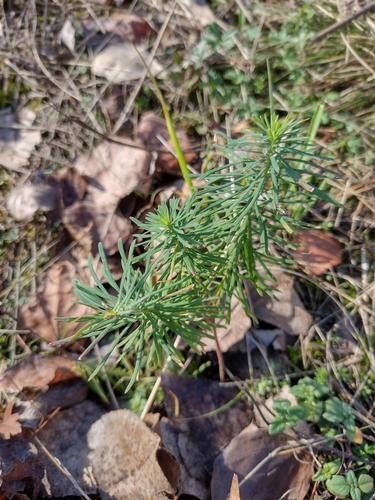 Uskolisna mlječika (Euphorbia cyparissias)