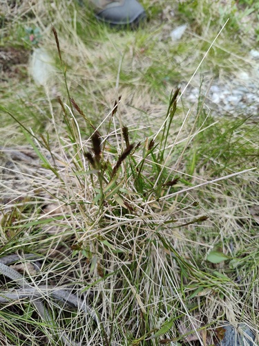 Anthoxanthum nipponicum (Anthoxanthum nipponicum)