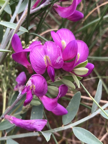 Corethrodendron fruticosum