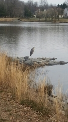 Ardea herodias