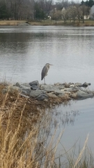 Ardea herodias