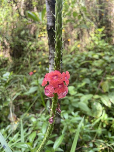 Stachytarpheta mutabilis observed 2023-10-29
