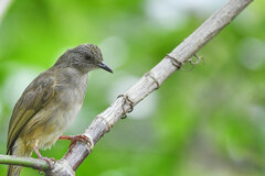 Ashy-Fronted Bulbul photo 2