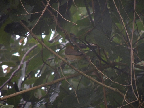 Fulvous-headed Brushfinch (Atlapetes fulviceps), photo 7