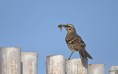 Long-Tailed Mockingbird photo 2