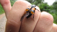 Nicrophorus scrutator