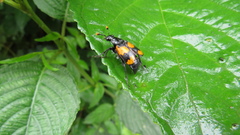 Nicrophorus scrutator