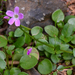 Small-leaved Blinks - Photo (c) Mike Patterson, some rights reserved (CC BY-NC), uploaded by Mike Patterson