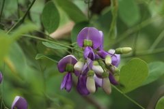 Lonchocarpus magallanesii