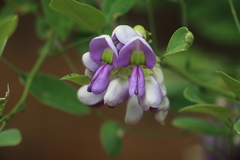 Lonchocarpus magallanesii