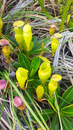 Image of Nepenthes pervillei by no rights reserved