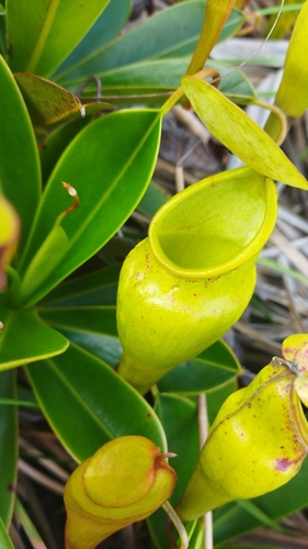 Nepenthes pervillei