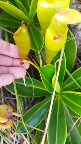 Nepenthes pervillei