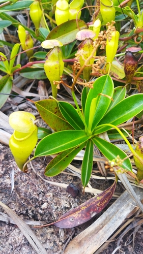 Nepenthes pervillei
