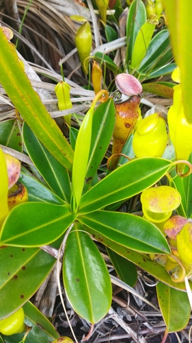 Image of Nepenthes pervillei by no rights reserved