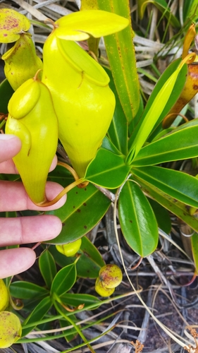 Image of Nepenthes pervillei by no rights reserved