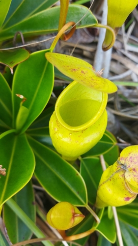 Image of Nepenthes pervillei by no rights reserved