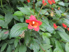 Seemannia nematanthodes