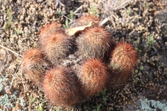Echinocereus reichenbachii baileyi