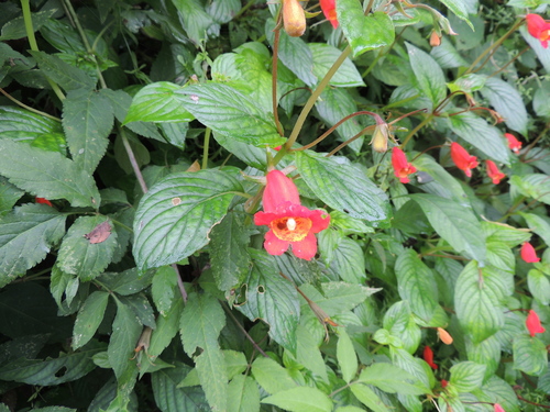 Seemannia nematanthodes, photograph 6