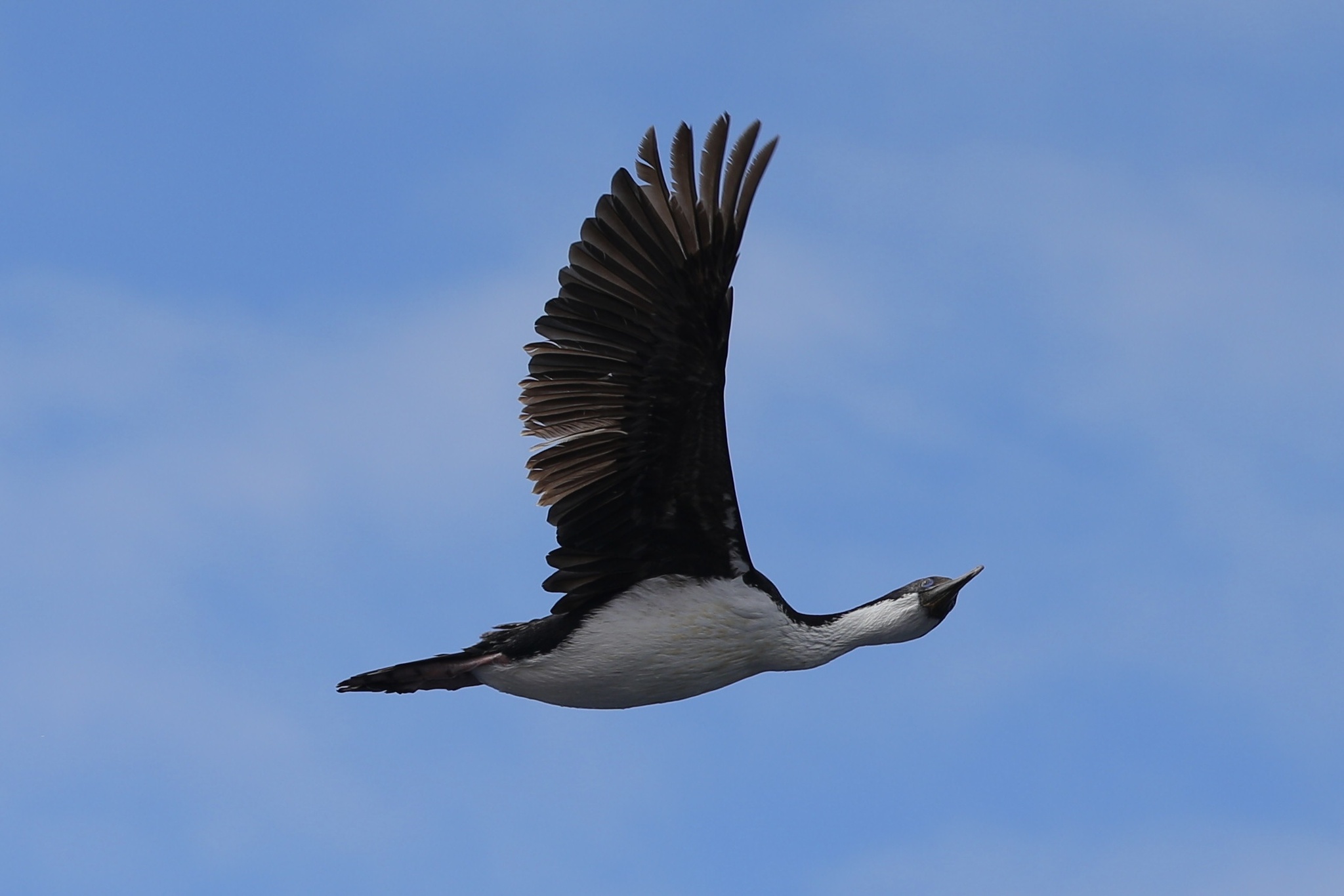 Crozet Shag illustration