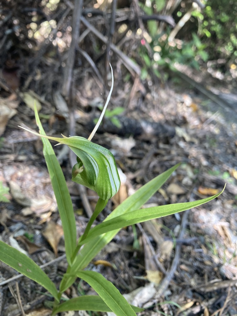 Pterostylis banksii
