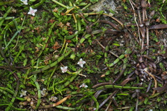 Crassula sinclairii