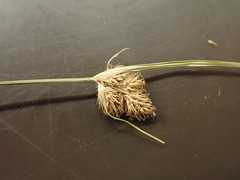 Carex unilateralis