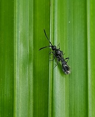 Diapriinae