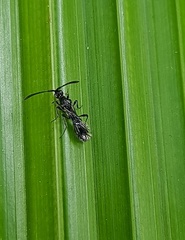 Diapriinae