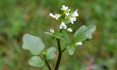 Cardamine angulata