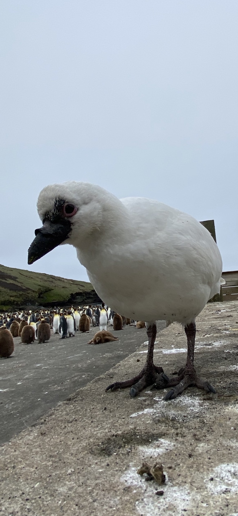 Black-faced Sheathbill (Chionis minor), photo 8