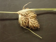 Carex unilateralis