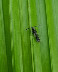 Diapriinae