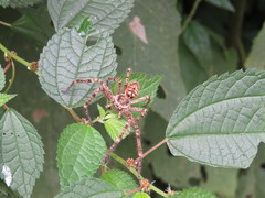 Polybetes rapidus