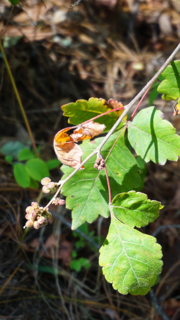 Rhus schmidelioides