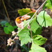 Rhus schmidelioides - Photo (c) R.E.Llanos, alguns direitos reservados (CC BY-NC-SA), uploaded by R.E.Llanos