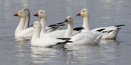 Ross's Goose, photo 10 of 10