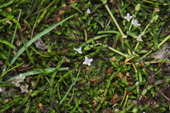 Crassula sinclairii