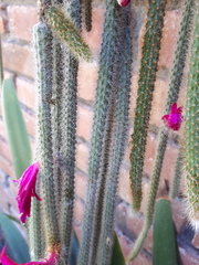 Aporocactus flagelliformis