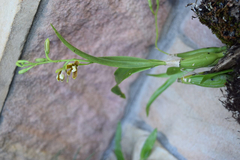 Prosthechea livida
