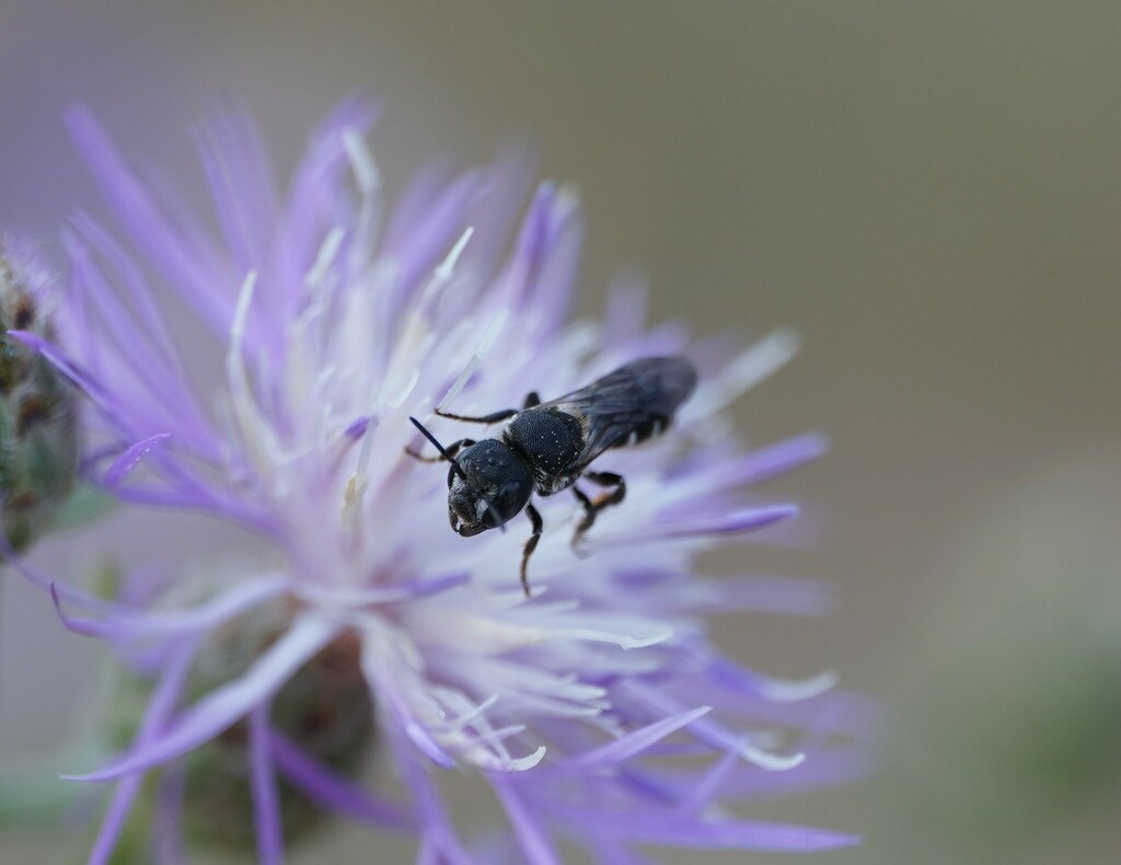 Heriades crenulata
