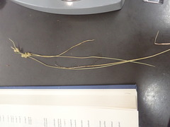 Carex viridula viridula