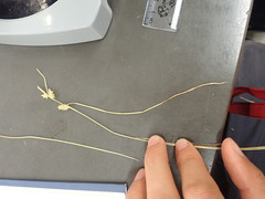 Carex viridula viridula