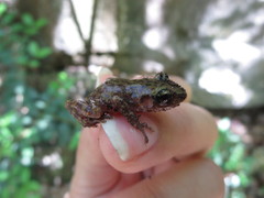 Eleutherodactylus marnockii