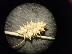 Carex viridula viridula