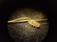 Carex viridula viridula