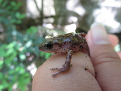 Eleutherodactylus marnockii