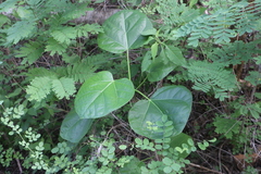 Jatropha chamelensis