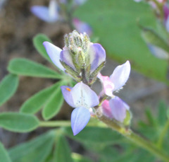 Lupinus concinnus